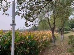 -艾溪湖湿地公园