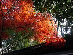 -秋霞圃