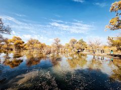 -金塔沙漠胡杨林景区