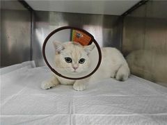 -宠颐生猫科·内科皮肤科(西平世纪城店)