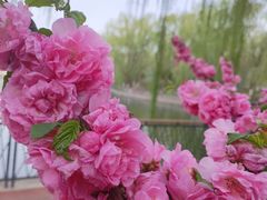 -朝阳公园