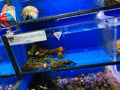 水产区-盒马鲜生(双清路店)