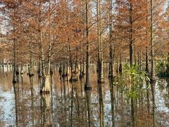 -白鹭湾湿地公园