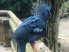 -清迈夜间动物园