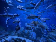 -海合安成都极地海洋公园