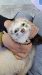 -神奇动物撸宠馆·羊驼·小浣熊·异宠(豫园店)