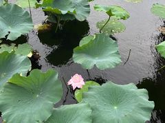 -荷塘月色湿地公园·向阳花洲