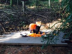-成都大熊猫繁育研究基地