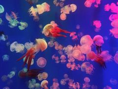 -成都浩海立方海洋公园