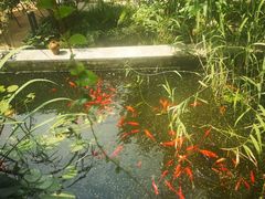 -谷咖啡·鲜花绿植花园餐厅