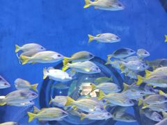 -海合安武汉极地海洋公园