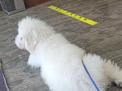 -宠爱国际动物医院·消化内科·心肾内科·ISFM猫友好(望京店)
