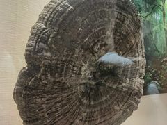 -广东中医药博物馆
