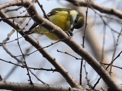 -盘龙城国家考古遗址公园