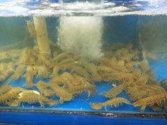 -老东镇啤酒屋海鲜加工·蒸汽海鲜·海鲜烧烤(台东店)