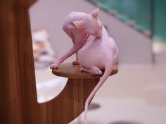 -飞行喵MR PILOT|猫舍·猫咖(静安大融城店)