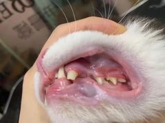 -车接车送·寄养洗护·德文猫舍(大宁店)