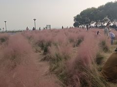 -贡湖湾湿地公园