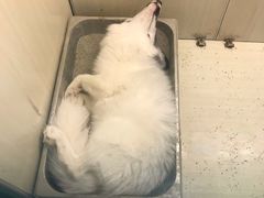 -藦茜花园宠物主题亲子互动体验馆(国顺东路店)