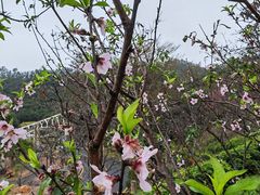 -深圳仙湖植物园