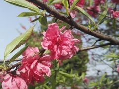 -桃花岛景观公园