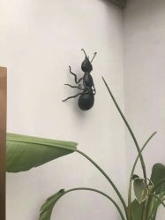 -蚂蚁造型沙龙