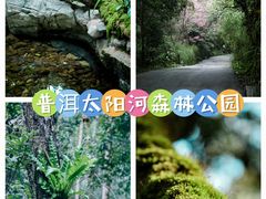 -普洱太阳河森林公园