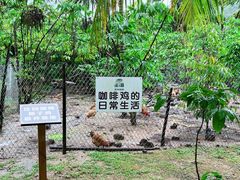 -兴隆隆苑咖啡庄园