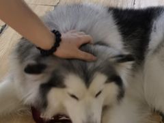 -Husky Go! 哈士奇体验馆·宠物咖啡厅狗咖