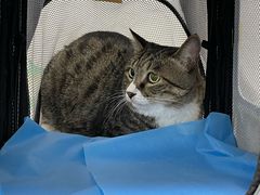 -纳吉亚猫专科动物诊疗中心(蒋宅口分院)