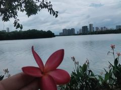 -飞来湖湿地公园