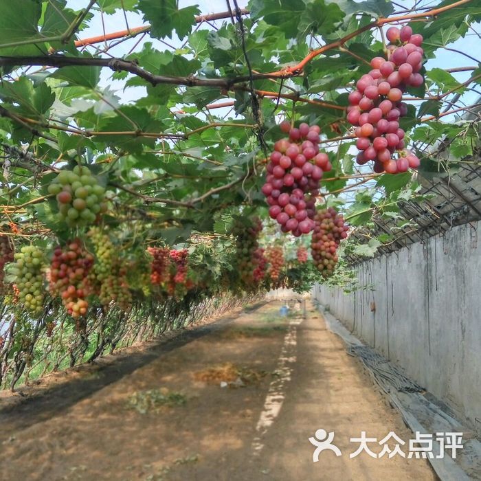 小沈草莓葡萄采摘园图片-北京采摘/农家乐-大众点评网