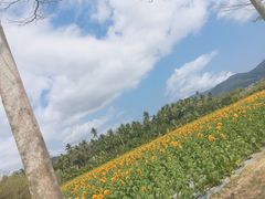 -亚龙湾国际玫瑰谷