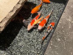 -风光老灶麻辣香锅(大成路翠微百货店)