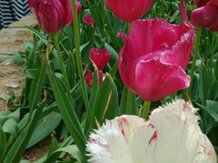 -洛阳郁金香牡丹园