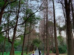 -上海滨江森林公园
