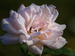 -上海山野camping·户外天幕烧烤·团建拓展营地