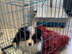 -关爱宠物医院·猫科中心·消化科(滨湖万达分院)