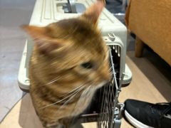 -御宝贝·A梦猫科宠物医院(国际猫友好医院)