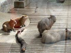 -石家庄市动物园