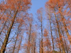 -番禺大夫山森林公园