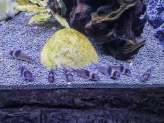 -上海海洋水族馆