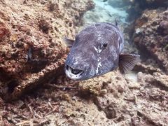 -卡帕莱度假村(西巴丹岛)