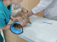 -贝利宠物医院·骨科·眼科·肿瘤转诊中心(南坪诊疗中心)