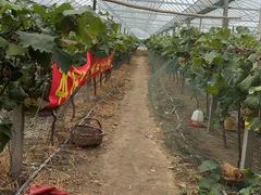 -马陆小张葡萄园农家乐