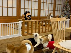 -豆柴町-柴犬主题狗咖(红鼎国际C座店)