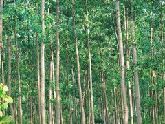 -合肥滨湖国家森林公园