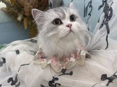 -爱洗澡的猫(望京店)
