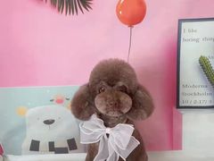 -读宠于你·约克夏比熊·睫角守宫·爬宠售卖(高新店)