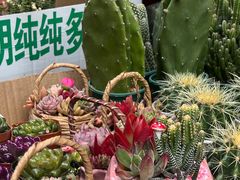 -苏州艺都古玩花鸟市场